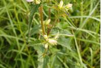 Campanula trachelium