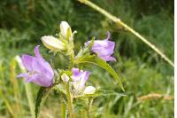 Campanula trachelium