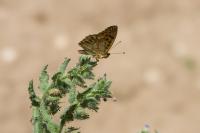 Echium vulgare