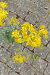 Jacobaea maritima