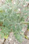 Jacobaea maritima