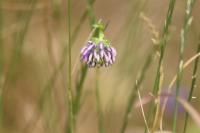 Phyteuma orbiculare