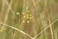 Bupleurum falcatum