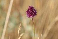 Allium sphaerocephalon