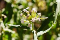 Saponaria officinalis