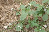 Heliotropium europaeum