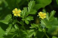 Potentilla supina