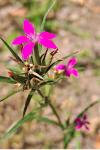 Dianthus armeria