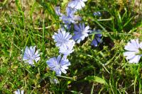 Cichorium intybus