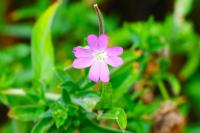 Epilobium hirsutum