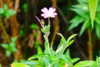 Epilobium hirsutum
