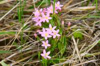 Centaurium erythraea