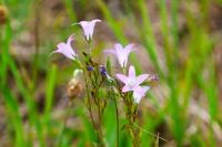 Campanula rapunculus