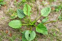 Plantago major