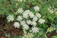 Heracleum sphondylium