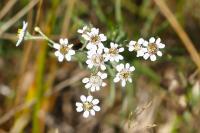 Achillea ptarmica