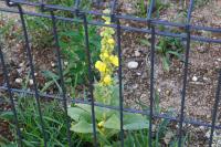 Verbascum densiflorum