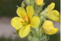 Verbascum phlomoides