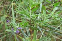 Solanum dulcamara