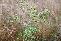 Eryngium campestre