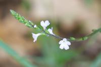 Verbena officinalis