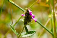 Betonica officinalis