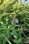 Stachys palustris