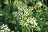 Anthriscus sylvestris