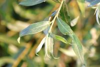 Salix alba
