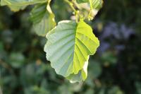 Alnus glutinosa