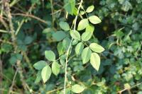 Rosa canina