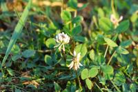 Trifolium repens