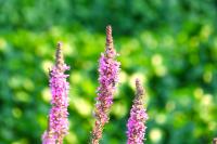 Lythrum salicaria