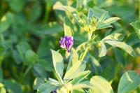 Medicago sativa subsp. sativa