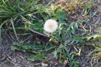 Taraxacum officinale
