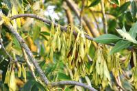 Fraxinus excelsior