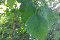 Ulmus laevis