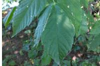 Acer negundo