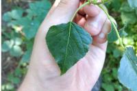 Populus nigra