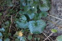 Glechoma hederacea