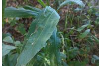 Solidago canadensis