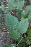 Rubus caesius