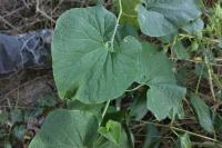 Aristolochia clematitis