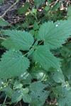 Urtica dioica