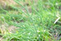 Asparagus officinalis