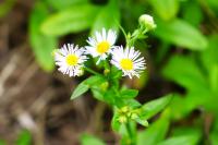 Erigeron annuus
