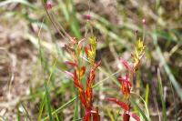 Epilobium tetragonum