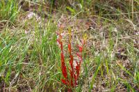 Epilobium tetragonum