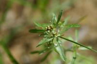 Gnaphalium uliginosum