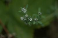 Corrigiola littoralis